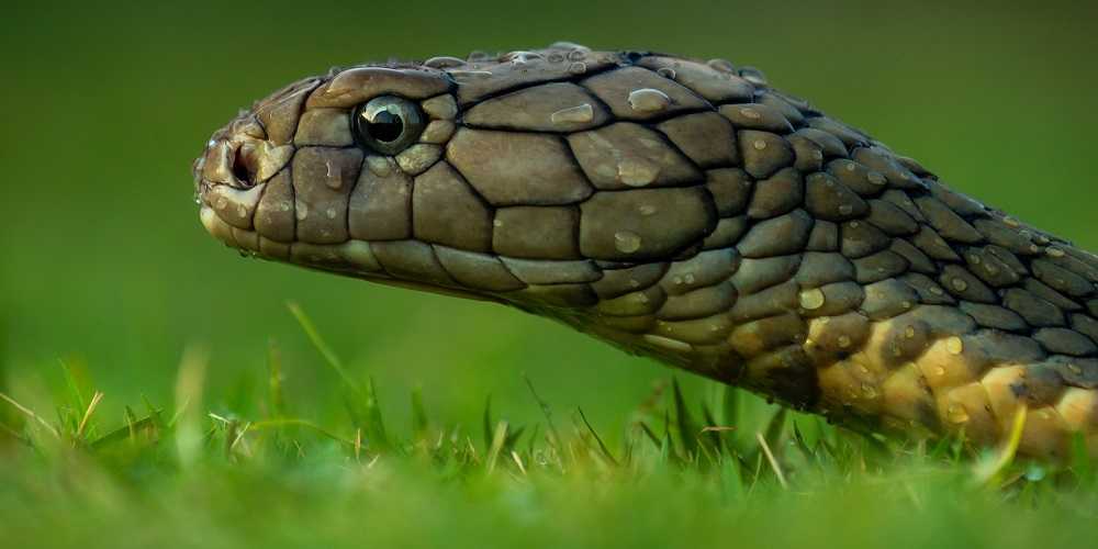 Snooping Snake Keylogger Set Loose! PDF Attachments Infect PC’s