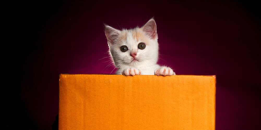 Charming Kitten APT Scrapes Email Accounts To Steal Data